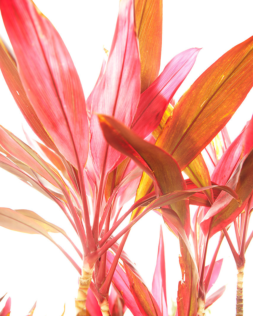 Pink tropical plant  | Trinette+Chris Photographers