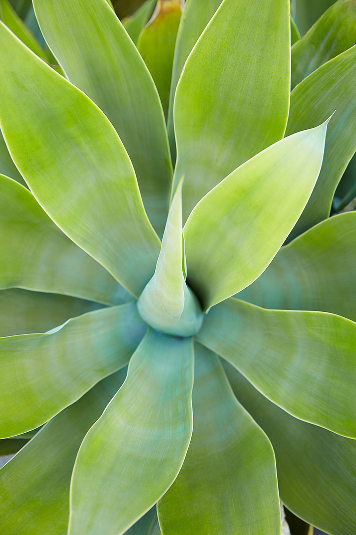 Succulent plant  | Trinette+Chris Photographers